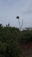 Kuba, Siamesische Palme &ndash; &copy; Manuel Gonzalez Urrutia (Eberhardt TRAVEL)