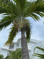Feuerpalme &ndash; &copy; Elke Knappe (Eberhardt TRAVEL)
