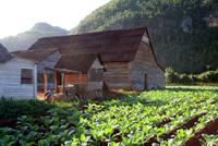 Vinalestal_Tabak &ndash; &copy; Kristin Weigel (Eberhardt TRAVEL)