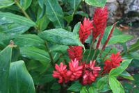Terrazas_Blumen &ndash; &copy; Kristin Weigel (Eberhardt TRAVEL)