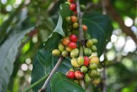 Stopp_an_Kaffeeplantage &ndash; &copy; Kristin Weigel (Eberhardt TRAVEL)