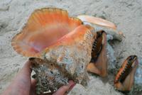 Trinidad_Muscheln &ndash; &copy; Kristin Weigel (Eberhardt TRAVEL)