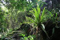 Wanderung_Regenwald &ndash; &copy; Kristin Weigel (Eberhardt TRAVEL)