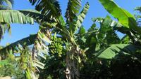 0264 Finca Duaba - Bananen &ndash; &copy; Annette Weise (Eberhardt TRAVEL)