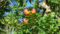 0265 Finca Duaba - afrikanische Tulpe &ndash; &copy; Annette Weise (Eberhardt TRAVEL)