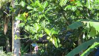 0269 Finca Duaba - Brotfrucktbaum &ndash; &copy; Annette Weise (Eberhardt TRAVEL)
