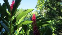 0273 Finca Duaba - Nationalblume Kubas &ndash; &copy; Annette Weise (Eberhardt TRAVEL)