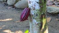 0275 Finca Duaba - Kakao &ndash; &copy; Annette Weise (Eberhardt TRAVEL)