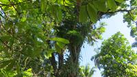 0282 Finca Duaba - Mangobaum 150 Jahre alt &ndash; &copy; Annette Weise (Eberhardt TRAVEL)