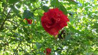 0287 Finca Duaba - &ndash; &copy; Annette Weise (Eberhardt TRAVEL)