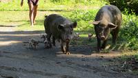0295 Ranch Rio Tao - Schweine &ndash; &copy; Annette Weise (Eberhardt TRAVEL)