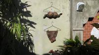 0485 Camagüey - Stadtrundfahrt mit dem Bisi-Taxi - eine Kunstgalerie &ndash; &copy; Annette Weise (Eberhardt TRAVEL)