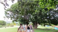 0592 Trinidad - riesige Benjaminus Ficus &ndash; &copy; Annette Weise (Eberhardt TRAVEL)