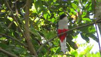 0756 Wanderung im Parque Guanayara -Docororo-Kubanischer Nationalvogel &ndash; &copy; Annette Weise (Eberhardt TRAVEL)