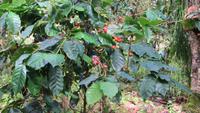 0757 Wanderung im Parque Guanayara -Kaffeepflanze &ndash; &copy; Annette Weise (Eberhardt TRAVEL)