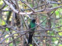 0840 Fahrt nach Cienfuegos -Besuch im Botanischen Garten „Jardin Botánico Soledad“. &ndash; &copy; Annette Weise (Eberhardt TRAVEL)