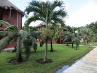 0918 Santa Clara - Palmen &ndash; &copy; Annette Weise (Eberhardt TRAVEL)