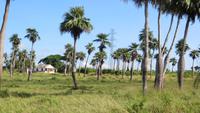 1224 Fahrt nach Pinar del Rio - Bauchpalmen &ndash; &copy; Annette Weise (Eberhardt TRAVEL)