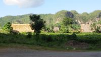 1269 Vinales-Tal - &ndash; &copy; Annette Weise (Eberhardt TRAVEL)