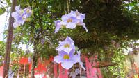 1298 Vinales - Fausto &ndash; &copy; Annette Weise (Eberhardt TRAVEL)