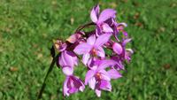 1321 Soroa - Orchideengarten &ndash; &copy; Annette Weise (Eberhardt TRAVEL)