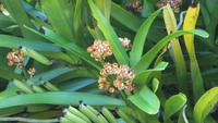1322 Soroa - Orchideengarten &ndash; &copy; Annette Weise (Eberhardt TRAVEL)