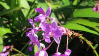 1337 Soroa - Orchideengarten &ndash; &copy; Annette Weise (Eberhardt TRAVEL)