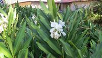 1338 Soroa - Orchideengarten &ndash; &copy; Annette Weise (Eberhardt TRAVEL)