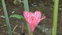 1347 Soroa - Orchideengarten - Porzellanrose &ndash; &copy; Annette Weise (Eberhardt TRAVEL)