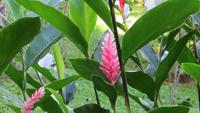 1348 Soroa - Orchideengarten &ndash; &copy; Annette Weise (Eberhardt TRAVEL)