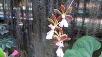 1351 Soroa - Orchideengarten &ndash; &copy; Annette Weise (Eberhardt TRAVEL)