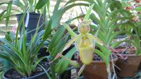 1354 Soroa - Orchideengarten &ndash; &copy; Annette Weise (Eberhardt TRAVEL)
