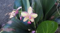 1357 Soroa - Orchideengarten &ndash; &copy; Annette Weise (Eberhardt TRAVEL)