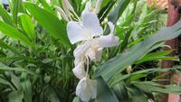 1374 Las Terrazas - Schmetterlingsblume, die Nationalblume Kubas &ndash; &copy; Annette Weise (Eberhardt TRAVEL)