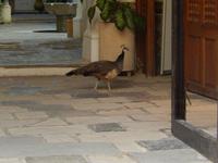 Haustier? &ndash; &copy; Jens Fischer (Eberhardt TRAVEL)