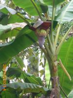 Bananen &ndash; &copy; Sandra Mahr (Eberhardt TRAVEL)