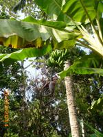 Bananenstaude &ndash; &copy; Sandra Mahr (Eberhardt TRAVEL)