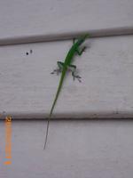 Gecko &ndash; &copy; Sandra Mahr (Eberhardt TRAVEL)