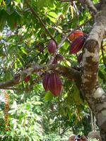 Kakaopflanze &ndash; &copy; Sandra Mahr (Eberhardt TRAVEL)