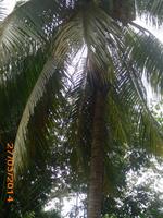 Kokosnusspalme &ndash; &copy; Sandra Mahr (Eberhardt TRAVEL)