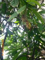 Kolibrinest &ndash; &copy; Sandra Mahr (Eberhardt TRAVEL)