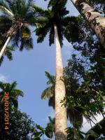 Königspalme - Nationalbaum Cubas &ndash; &copy; Sandra Mahr (Eberhardt TRAVEL)