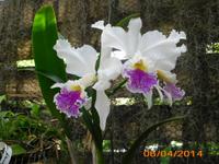 Orchideenart &ndash; &copy; Sandra Mahr (Eberhardt TRAVEL)