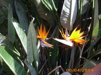 Papageienblume