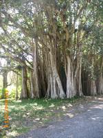 Tarzanbaum &ndash; &copy; Sandra Mahr (Eberhardt TRAVEL)