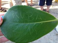 Kuba 2014