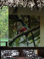 Nationalvogel Kubas &ndash; &copy; Sandra Mahr (Eberhardt TRAVEL)