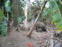 Wildschweine &ndash; &copy; Sylvia Sann (Eberhardt TRAVEL)