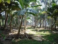 Insel am Rio Toa &ndash; &copy; Sylvia Sann (Eberhardt TRAVEL)