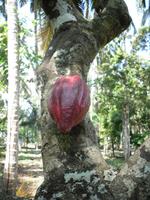 Kakao-Frucht &ndash; &copy; Sylvia Sann (Eberhardt TRAVEL)